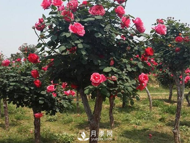 樹(shù)狀月季盲枝的原因主要是什么？(圖1)