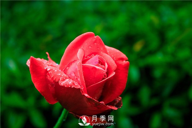 怎樣養殖大花月季？有什么技巧？(圖1)