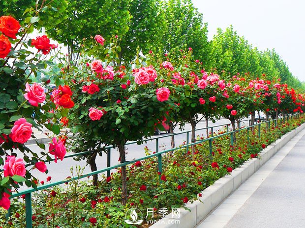 月季開(kāi)花后，樹(shù)狀月季應該這么做！(圖1)