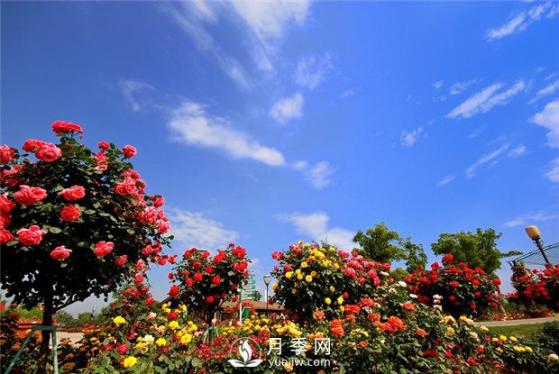 一年四季就做4件事樹(shù)狀月季花擠著(zhù)開(kāi)堆成山(圖1)