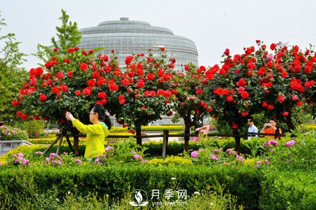 樹(shù)狀月季是怎么培養出來(lái)的？怎樣才能達到造型漂亮？(圖1)