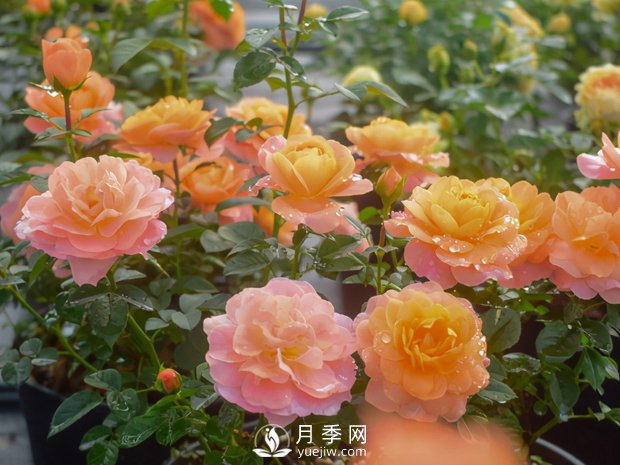 月季培養對氣候生態(tài)條件的要求(圖1)