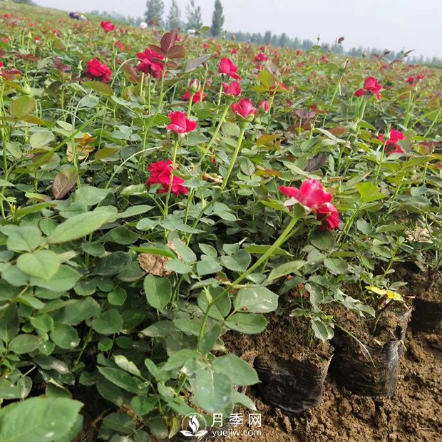 盆栽月季花的栽培管理技術(shù)要點(diǎn)有哪些？(圖1)