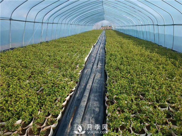 盆栽月季該怎么翻盆換土？病蟲(chóng)害該怎么防治？(圖1)