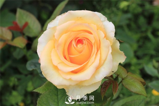 大花月季種植水肥如何管理？(圖1)