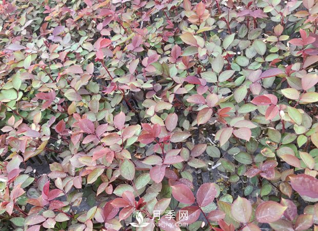 大花月季扦插技術(shù)要點(diǎn)是什么？(圖1)