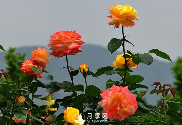 欣賞月季的成長(cháng)習性(圖1)