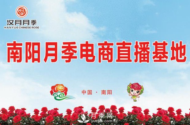 南陽(yáng)月季電商基地 直播間里月季飄香(圖1)