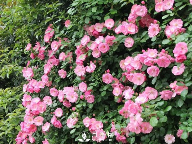 藤本月季的幾個(gè)錯誤方法，生長(cháng)階段要注意(圖1)