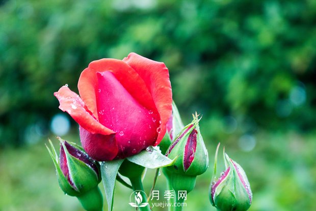手把手教你如何養護月季花，尤其是春天(圖1)