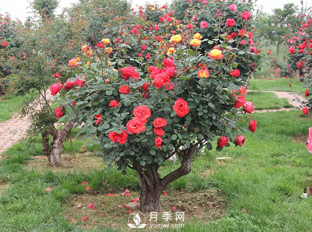 樹(shù)樁盆景的制作方法，樹(shù)樁盆景月季制作教程(圖3)
