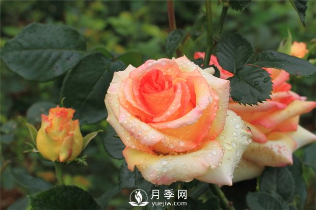宿根花卉品種特色有哪些？(圖1)