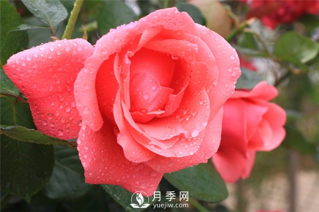 秋季園林苗木病蟲(chóng)害防治知識，月季防治黑斑病(圖1)