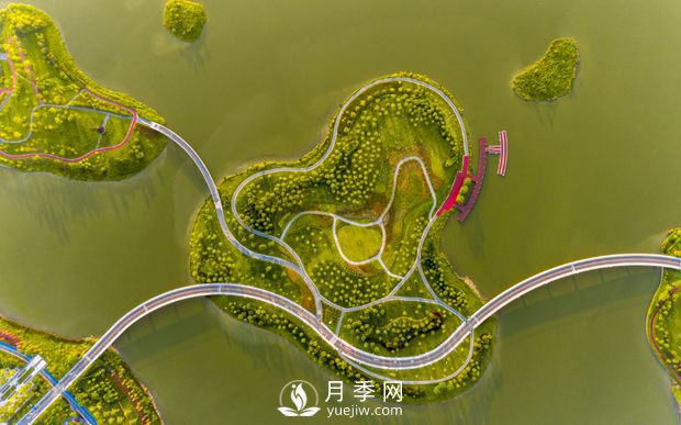 南陽(yáng)月季扮美肇慶，月季花海驚艷綻放(圖1)