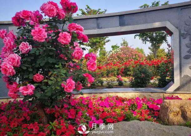 壽光中華月季園：三月春風(fēng)暖 月季養護忙(圖1)