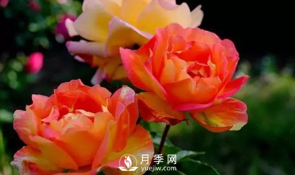 4月養月季需要4點(diǎn)，避免畸形，養出漂亮的月季花(圖1)