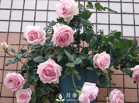 養月季，注意施肥姿勢不對，月季不開(kāi)花，力氣還白費！(圖1)
