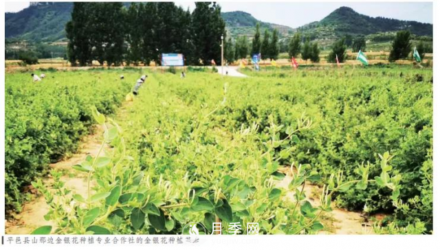 平邑縣范學(xué)明把金銀花變成鄉親致富的“金疙瘩”(圖1)