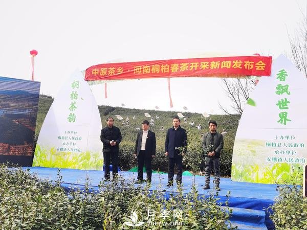 南陽(yáng)桐柏：淮河源頭產(chǎn)好茶 生態(tài)茶園美如畫(huà)(圖1)