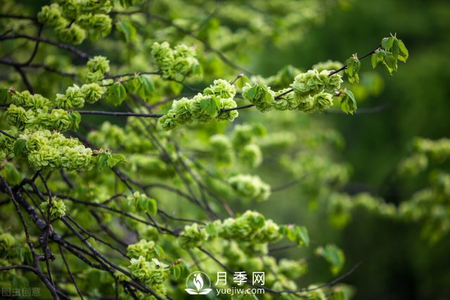 6個(gè)常見(jiàn)景觀(guān)樹(shù)(圖5)