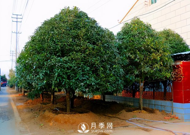 春季桂花移栽修剪有訣竅，苗場(chǎng)老農親傳經(jīng)驗(圖1)