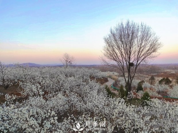 南陽(yáng)美景:聞香賞花 莫負春光(圖1) 南陽(yáng)美景:聞香賞花 莫負春光(圖1)
