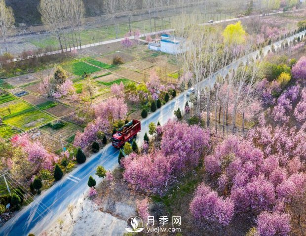 南陽(yáng)美景:聞香賞花 莫負春光(圖2) 南陽(yáng)美景:聞香賞花 莫負春光(圖2)