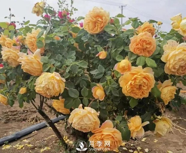 安徽阜陽(yáng)網(wǎng)紅打卡地誕生：阜南恒居月季花海等您來(lái)！(圖3)