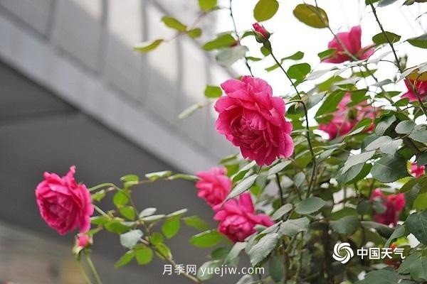 重慶街頭月季盛開(kāi)，扮靚山城四月景觀(guān)(圖4)