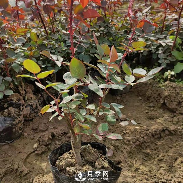 大花盆栽月季批發(fā)，粉扇.緋扇.口紅.金鳳凰(圖1)