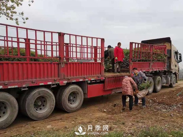 大花盆栽月季批發(fā)，粉扇.緋扇.口紅.金鳳凰(圖4)