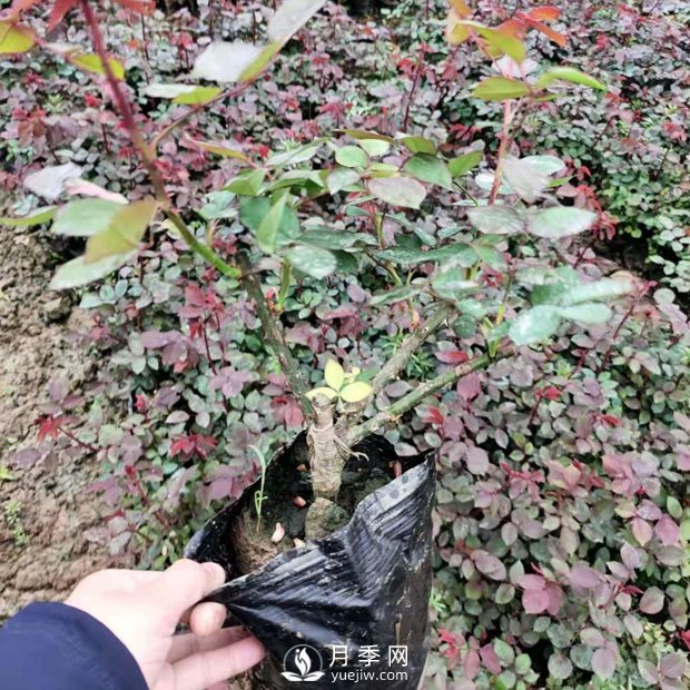 大花盆栽月季批發(fā)，粉扇.緋扇.口紅.金鳳凰(圖3)