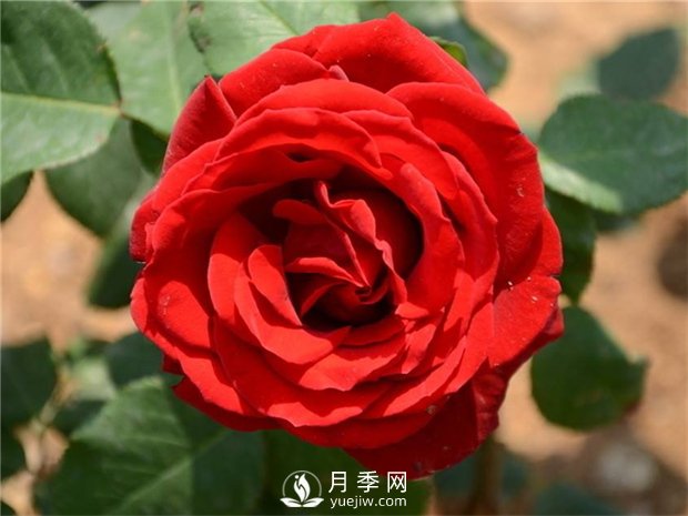 緋扇月季苗，杯苗，小苗，盆花產(chǎn)地批發(fā)(圖2)