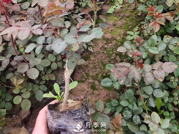 緋扇月季苗，杯苗，小苗，盆花產(chǎn)地批發(fā)(圖4)