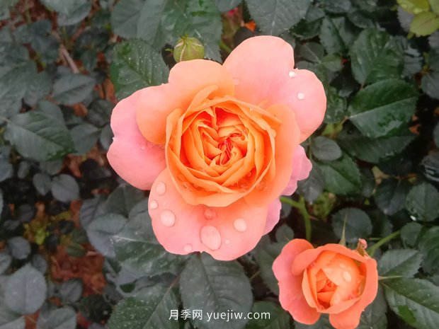十款花期***長(cháng)的微型月季品種，適合陽(yáng)臺種植(圖1)