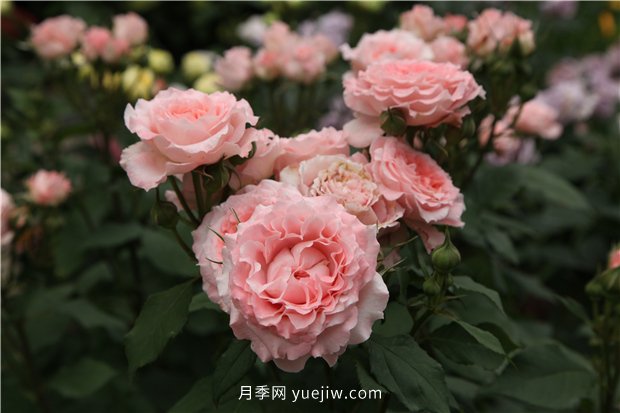 推薦一批少刺的月季品種，來(lái)看看吧(圖2)