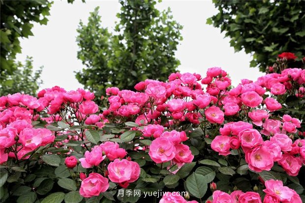 園林花木的分類(lèi)知識，喬木、灌木、藤本(圖1)