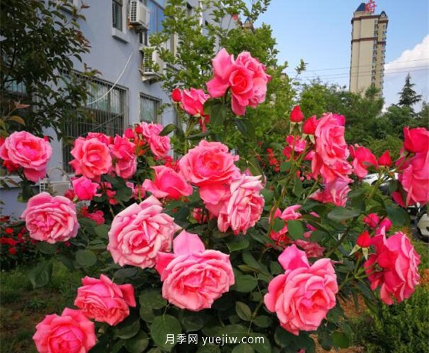 濟南月季景觀(guān)當屬唐冶街道月季樹(shù)(圖1)