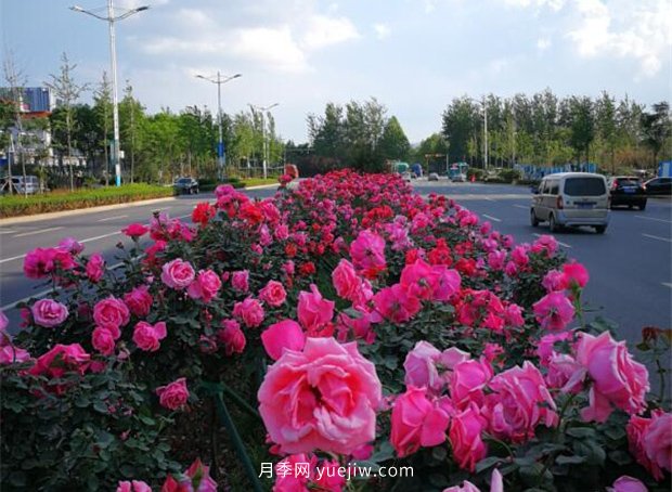 濟南月季景觀(guān)當屬唐冶街道月季樹(shù)(圖2)