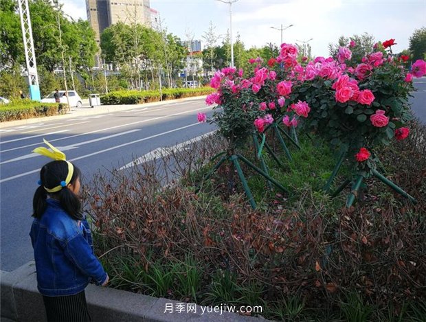 濟南月季景觀(guān)當屬唐冶街道月季樹(shù)(圖3)