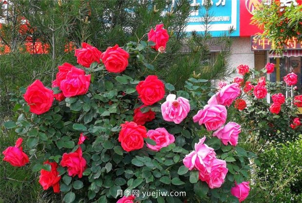 濟南月季景觀(guān)當屬唐冶街道月季樹(shù)(圖5)