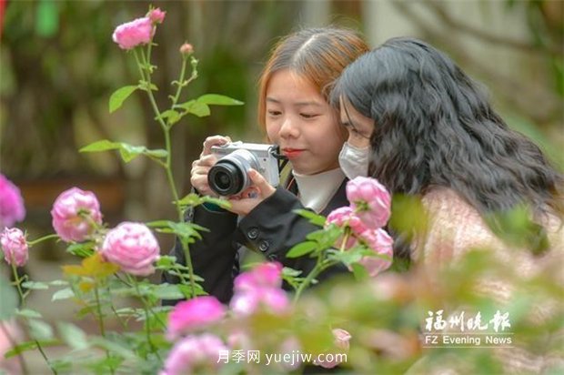 福州茶亭公園：***美月季速速賞 愛(ài)心故事慢慢品(圖1)