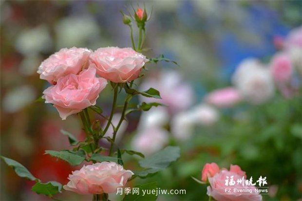 福州茶亭公園：***美月季速速賞 愛(ài)心故事慢慢品(圖2)