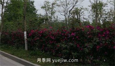 荊州開(kāi)發(fā)區西干渠的藤本月季開(kāi)花啦，千米月季花墻來(lái)打卡(圖2)