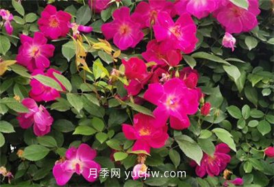荊州開(kāi)發(fā)區西干渠的藤本月季開(kāi)花啦，千米月季花墻來(lái)打卡(圖1)