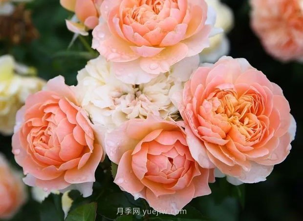 十款花期***長(cháng)的微型月季品種，適合陽(yáng)臺種植(圖10)