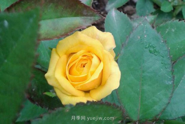 十款花期***長(cháng)的微型月季品種，適合陽(yáng)臺種植(圖6)