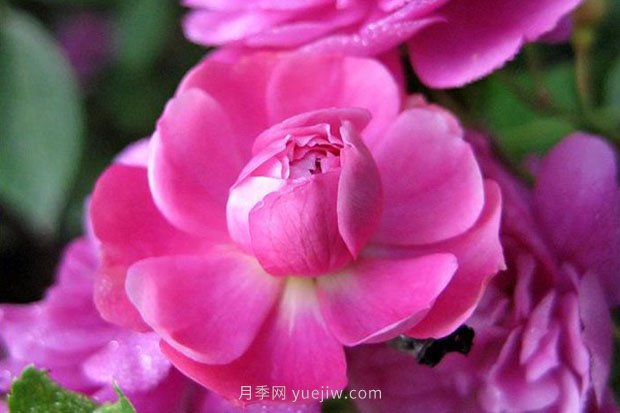 十款花期***長(cháng)的微型月季品種，適合陽(yáng)臺種植(圖2)