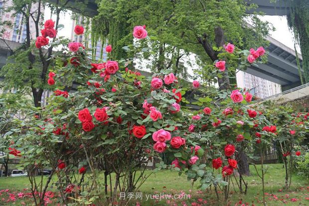 成都“高顏值”月季花開(kāi)正艷，50多個(gè)品種美爆街頭(圖1)