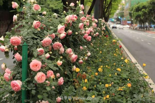 成都“高顏值”月季花開(kāi)正艷，50多個(gè)品種美爆街頭(圖2)